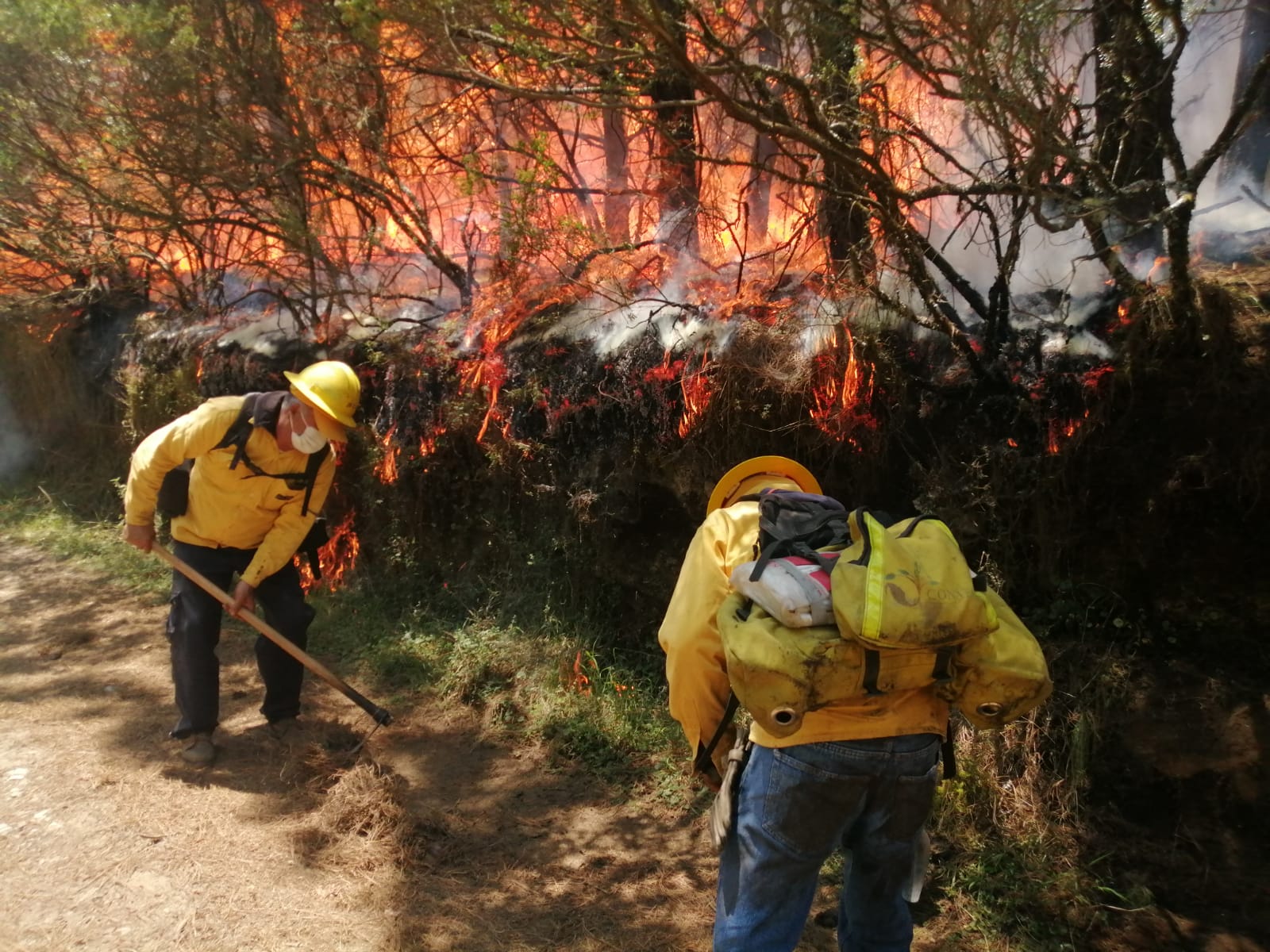 Extinguidos 282 incendios forestales en más de cuatro meses: Medio Ambiente