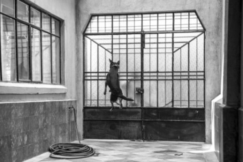 Conoce la historia de “El Borras”, el perrito de la película “Roma” (+Fotos)