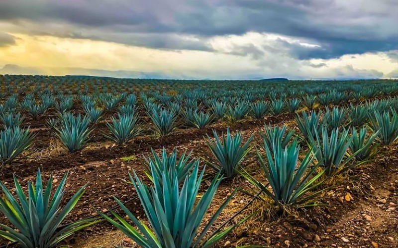 Cofece investiga posible monopolio mezcalero en México